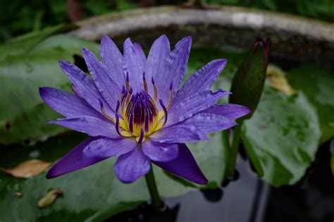 睡蓮 花式圖|睡蓮 Water Lilies